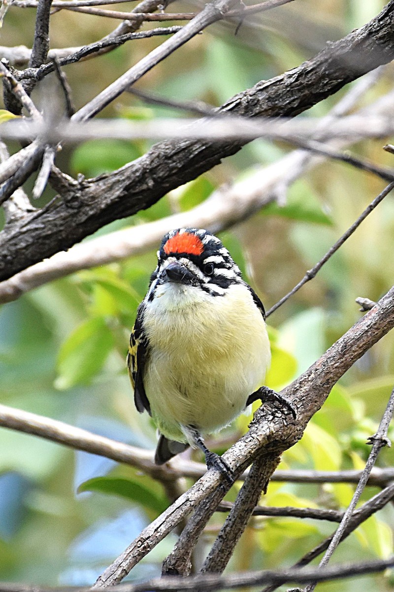 Red-fronted Tinkerbird - ML621099414