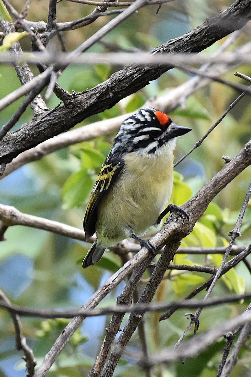 Red-fronted Tinkerbird - ML621099415