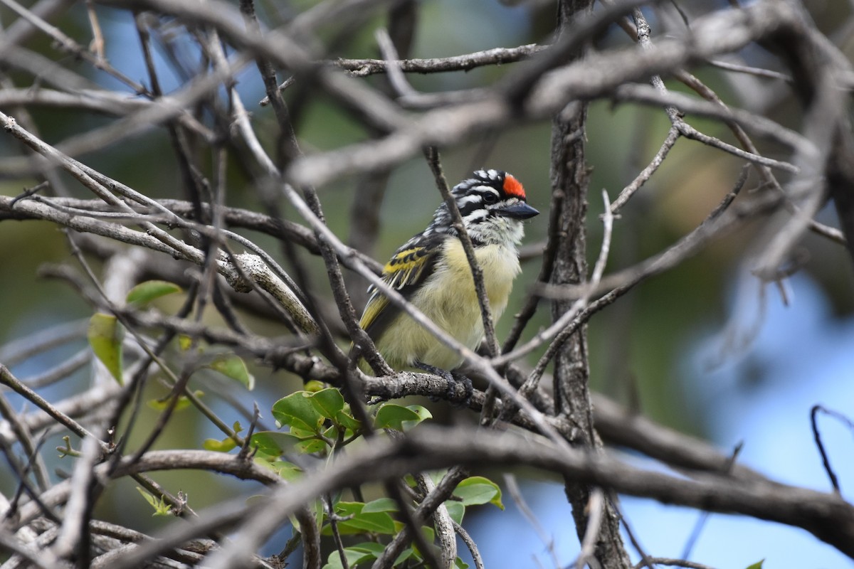 Red-fronted Tinkerbird - ML621099416