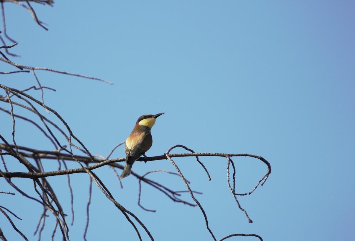 European Bee-eater - ML621099435