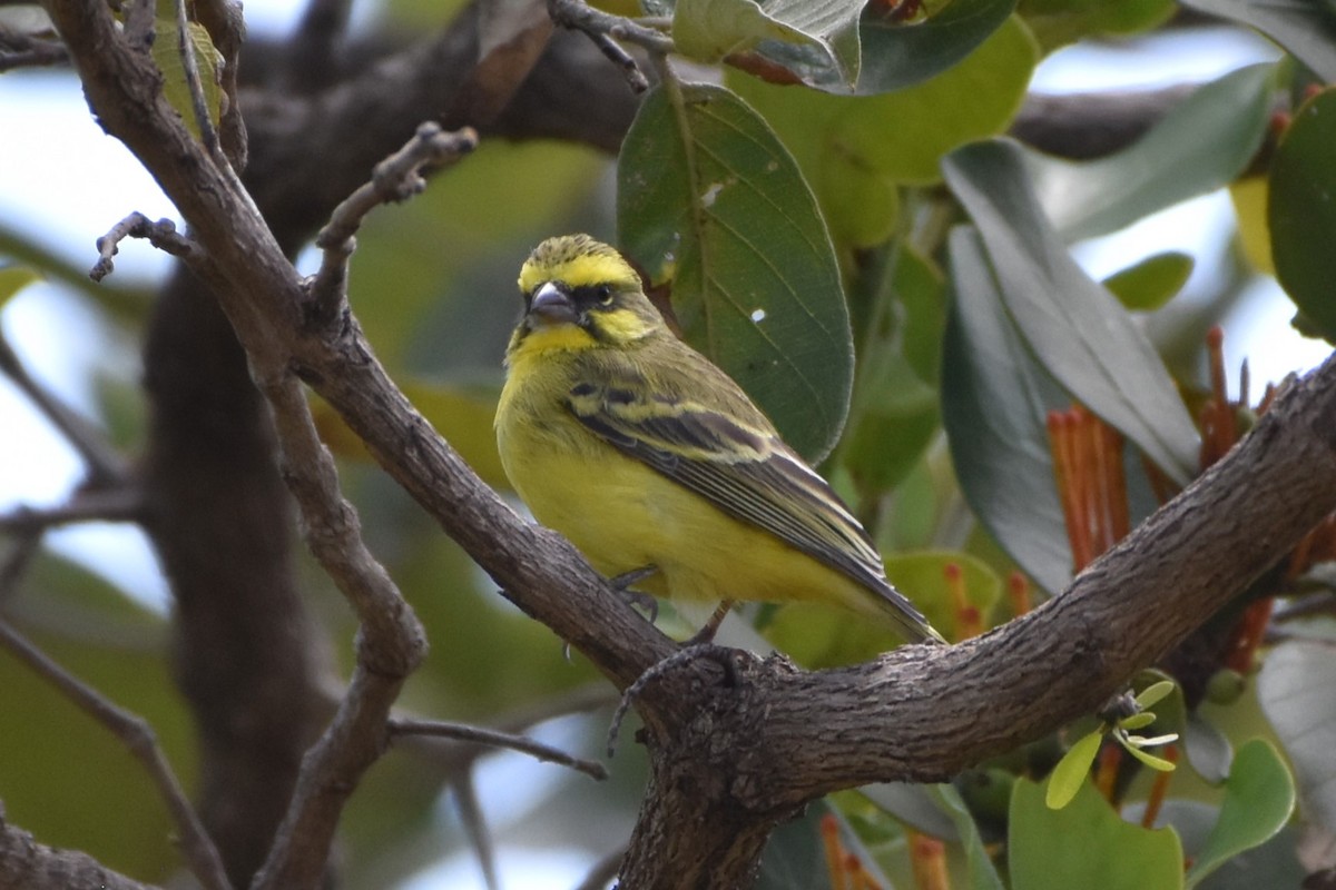 Yellow-fronted Canary - ML621099438
