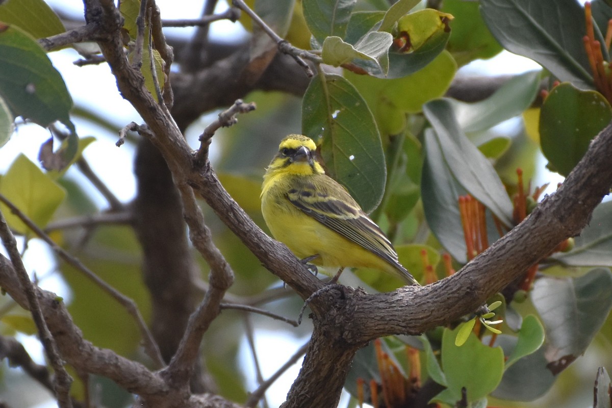 Yellow-fronted Canary - ML621099439