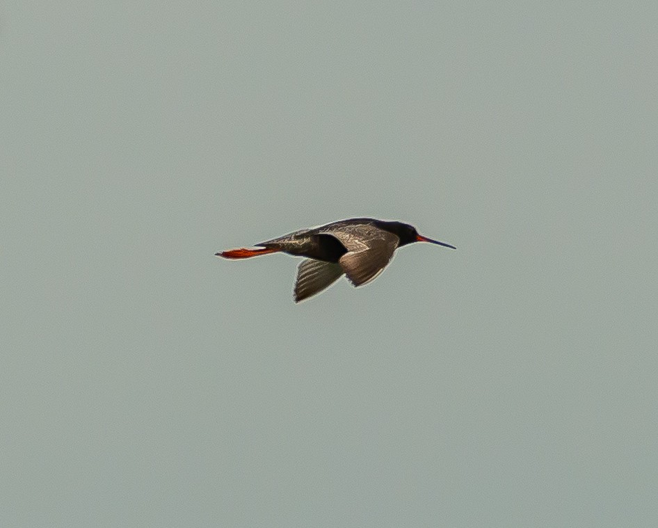 Spotted Redshank - ML621099447