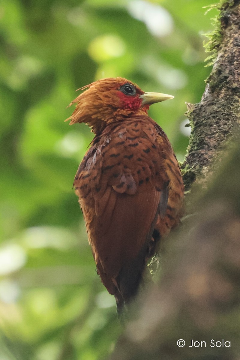 Chestnut-colored Woodpecker - ML621099456