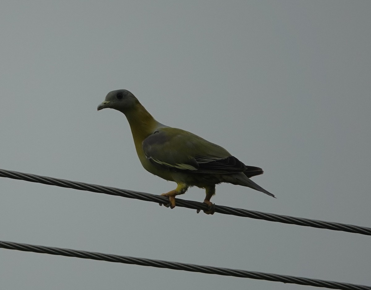 Yellow-footed Green-Pigeon - ML621099460