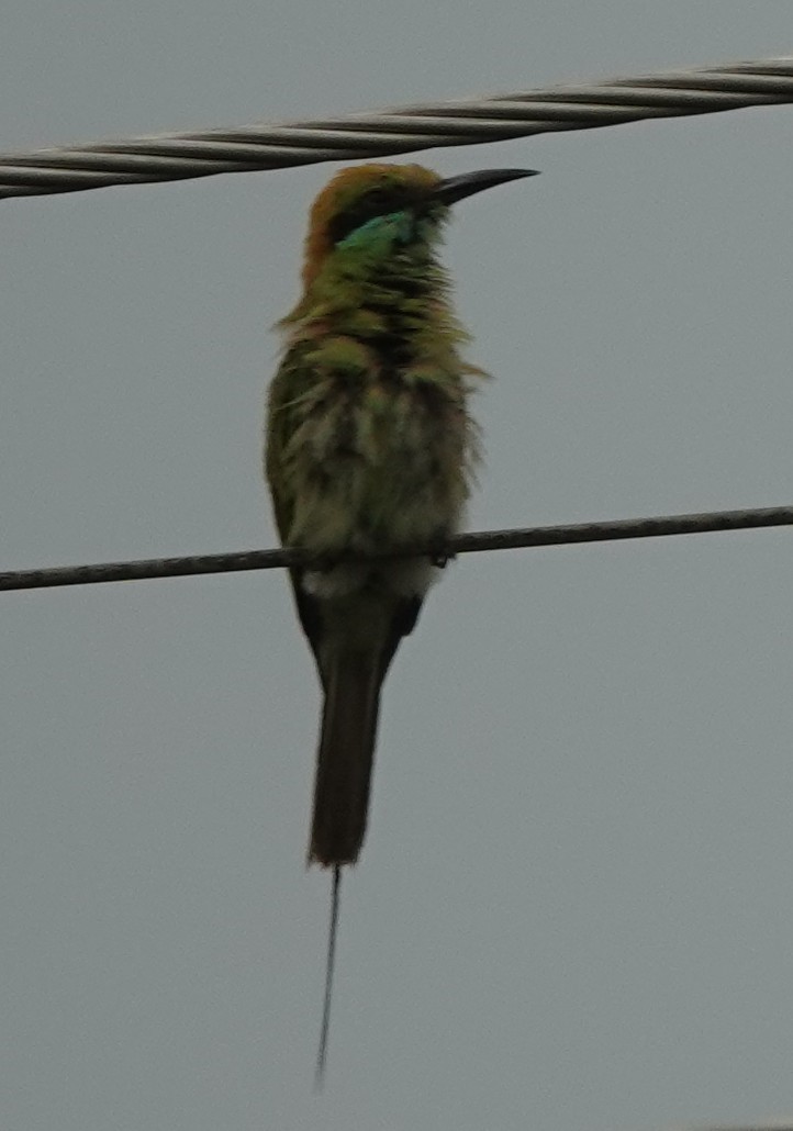 Asian Green Bee-eater - ML621099471