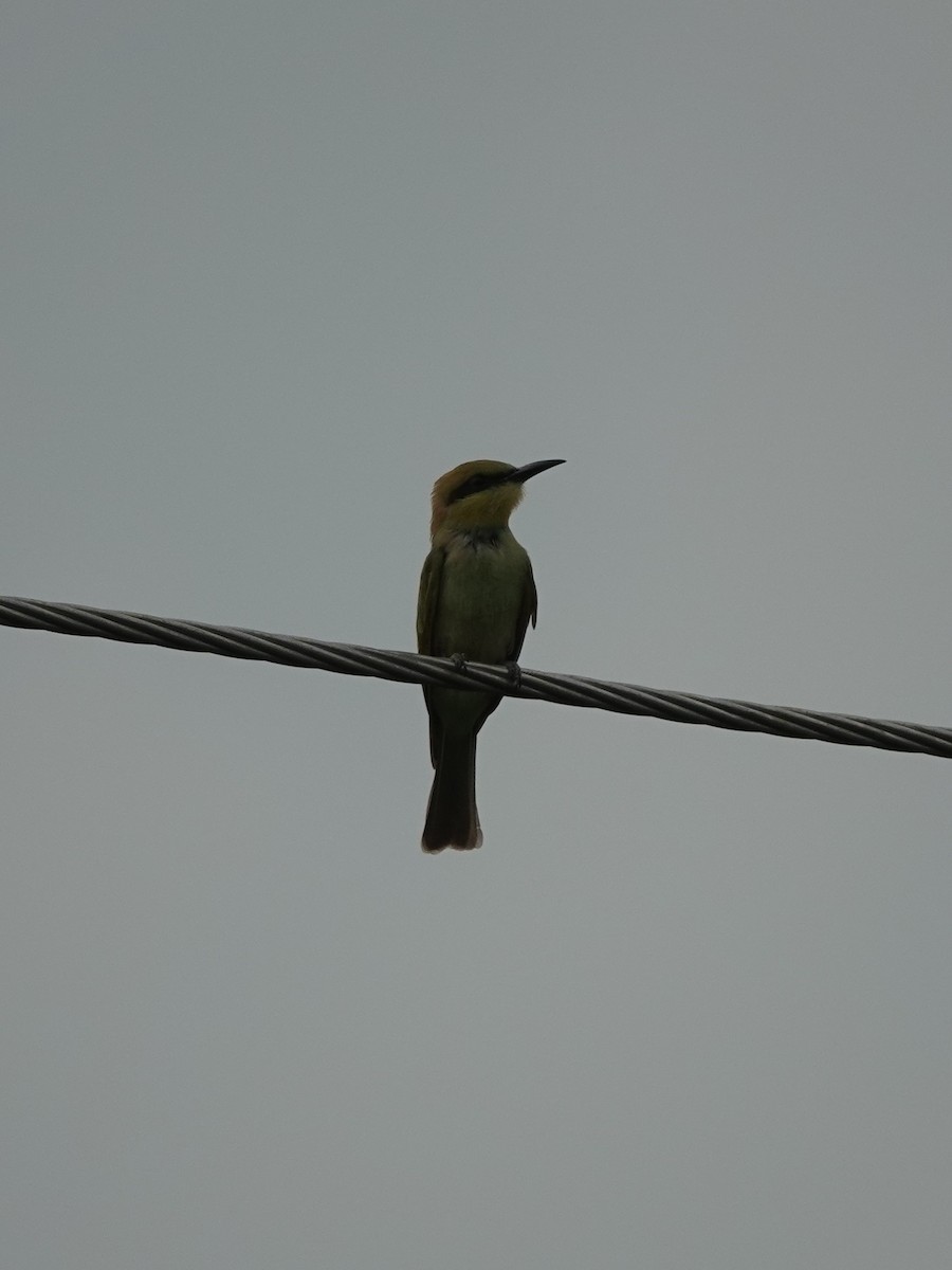 Asian Green Bee-eater - ML621099473