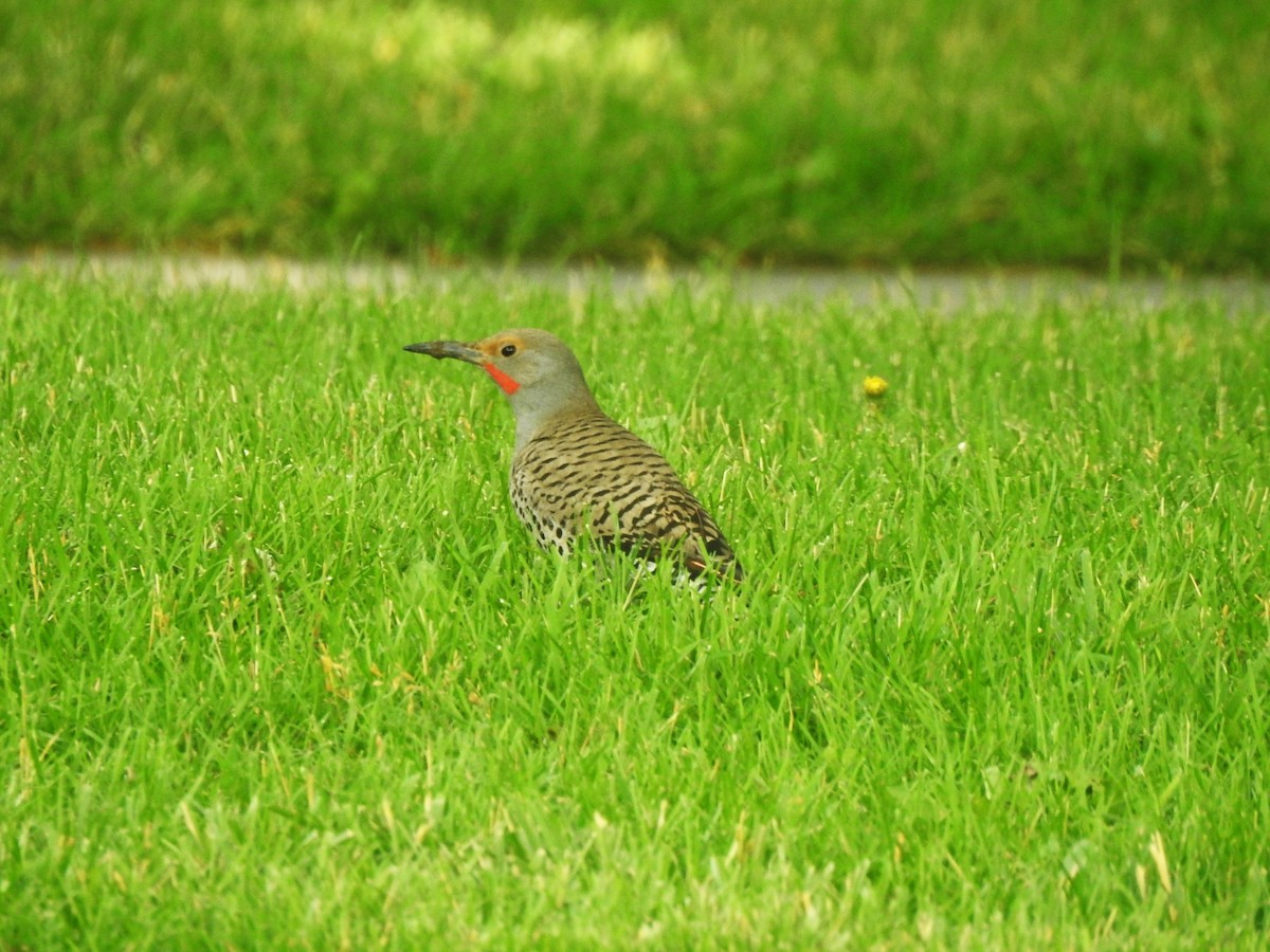 Northern Flicker (Red-shafted) - ML621099475