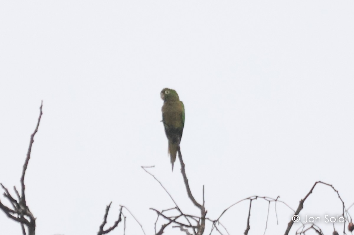 Olive-throated Parakeet - ML621099477