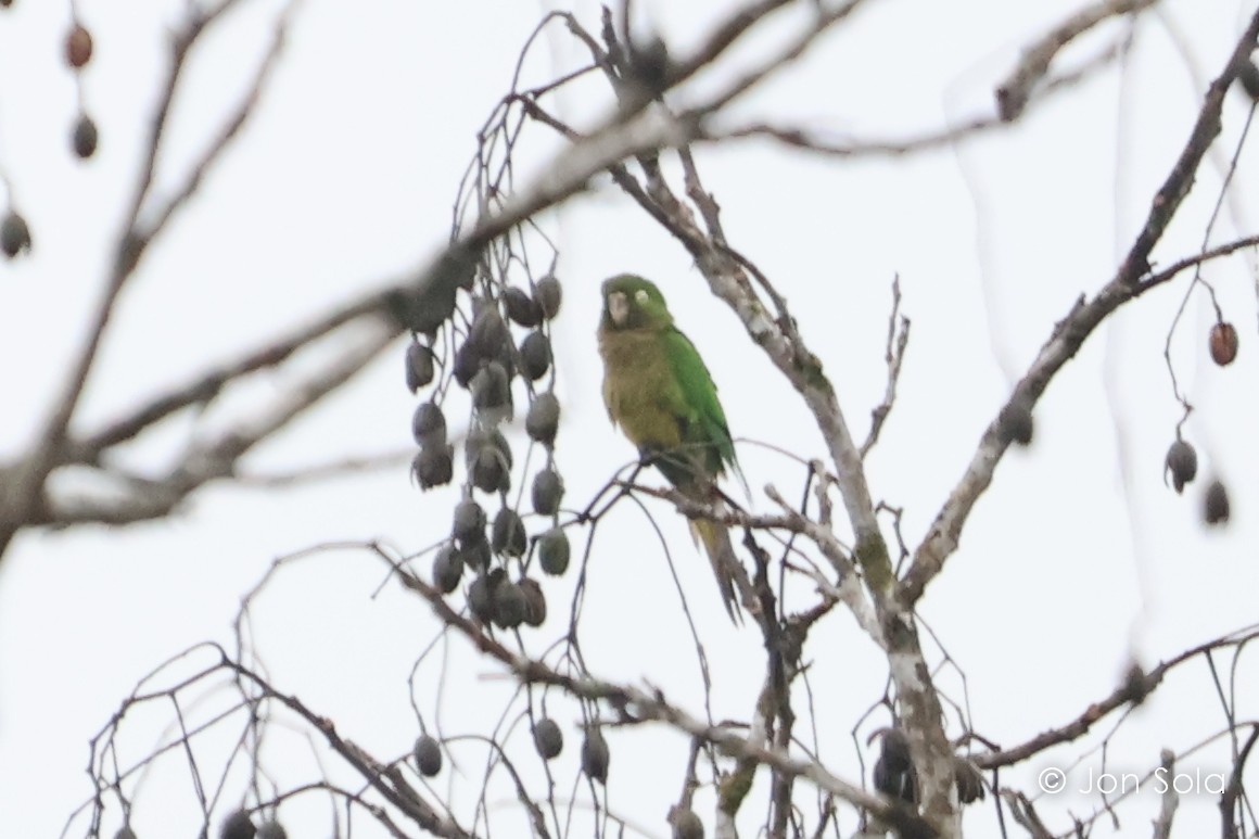 Olive-throated Parakeet - ML621099478