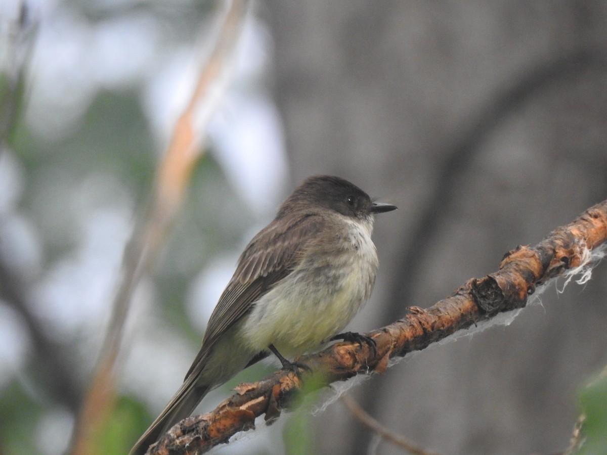 Eastern Phoebe - ML621099480