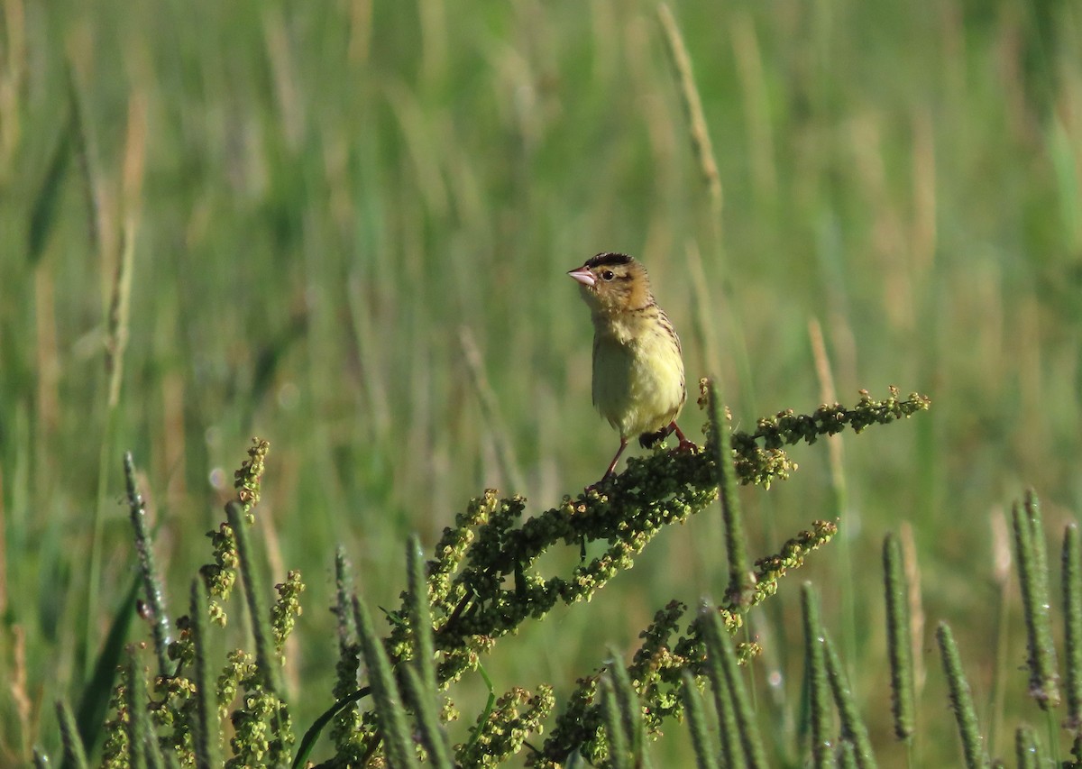 bobolink americký - ML621099482