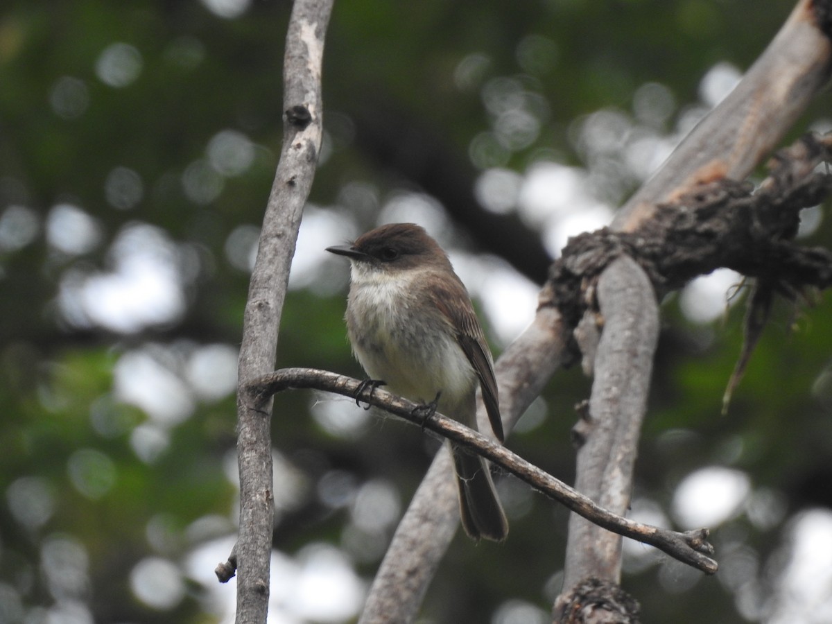 Eastern Phoebe - ML621099484