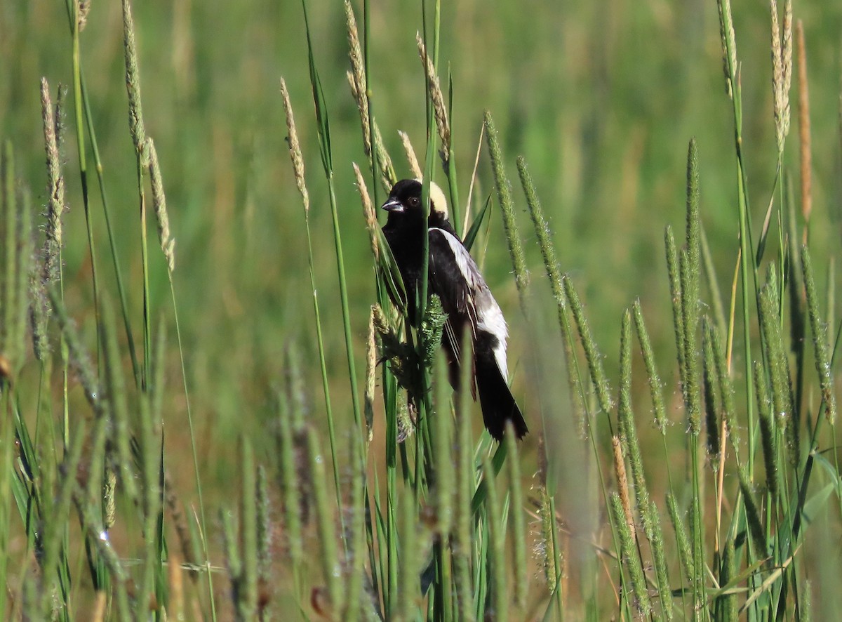 bobolink americký - ML621099487