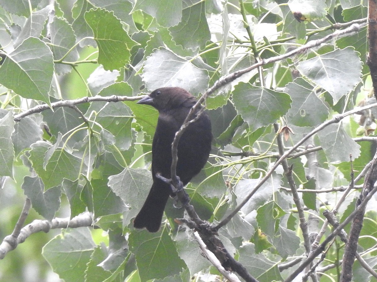 Brown-headed Cowbird - ML621099492