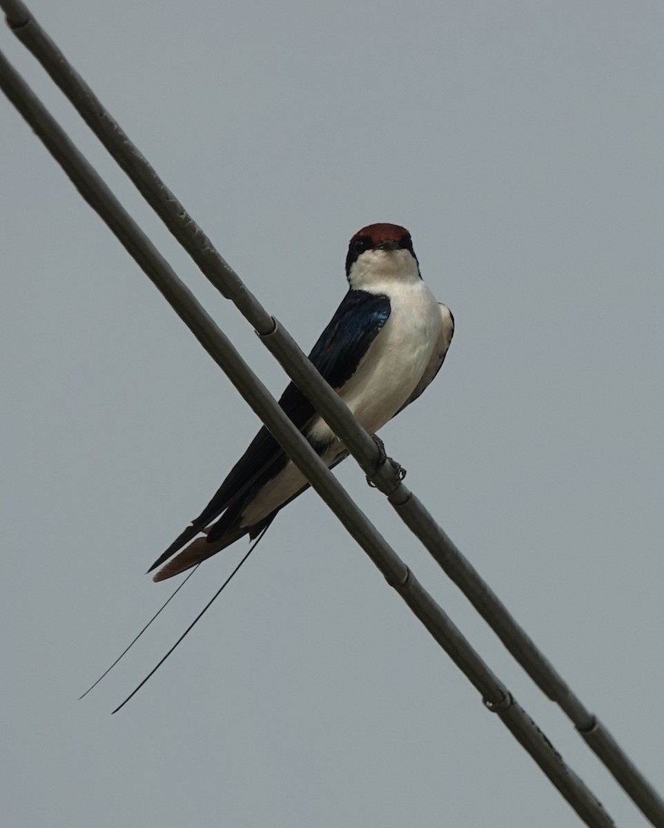 Wire-tailed Swallow - ML621099522