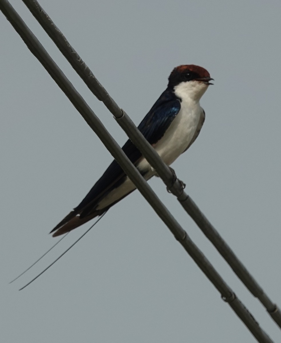 Wire-tailed Swallow - ML621099523