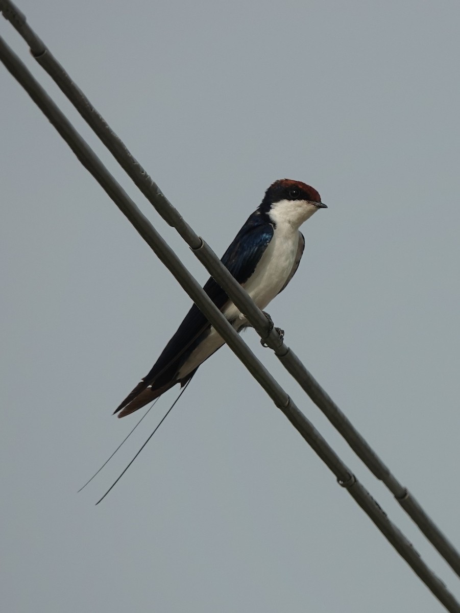 Wire-tailed Swallow - ML621099524