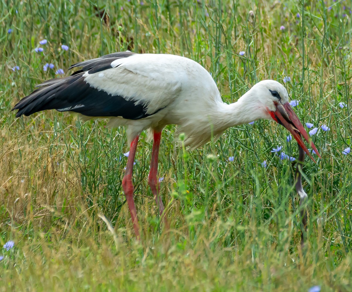 White Stork - ML621099525