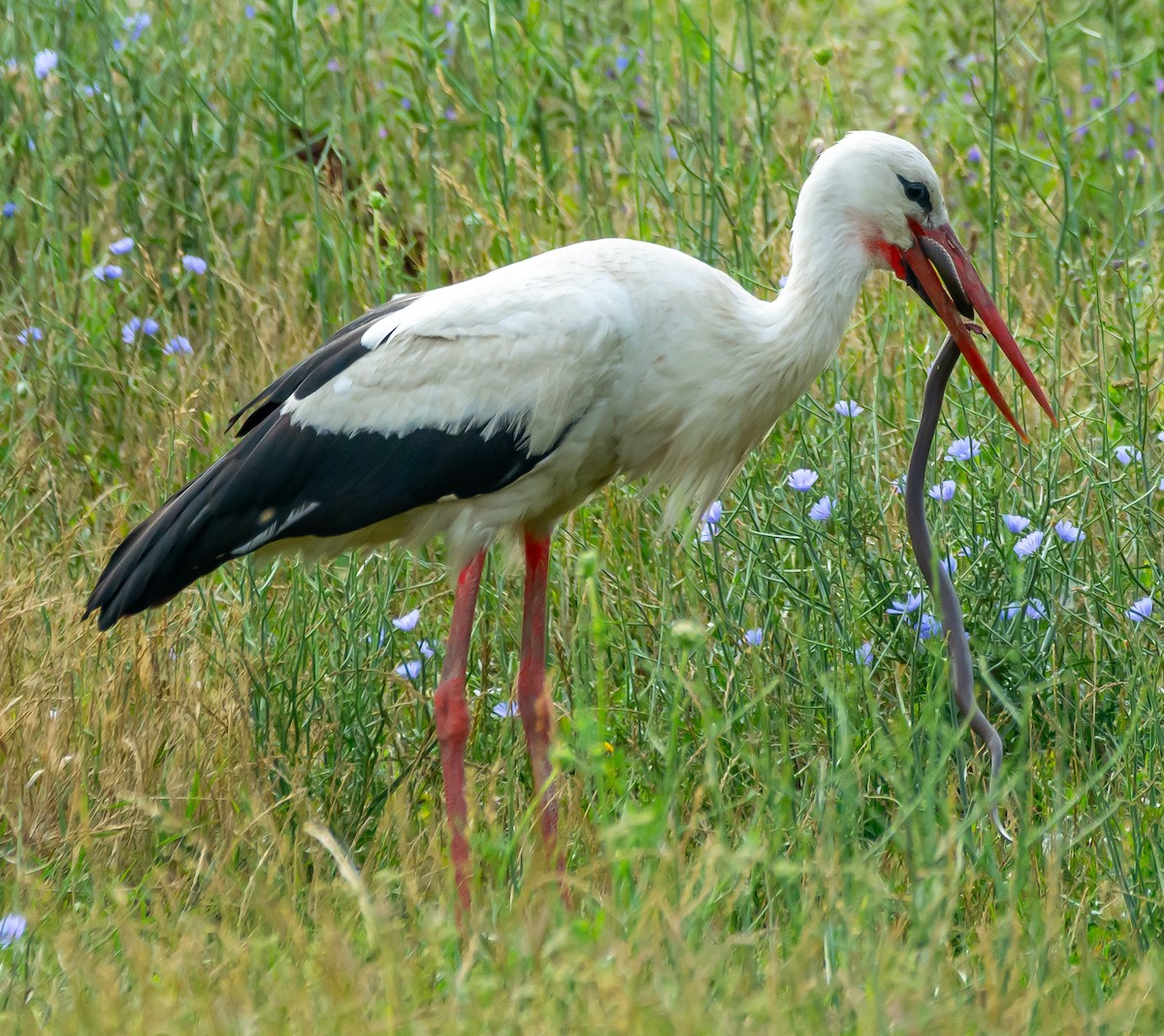 White Stork - ML621099526