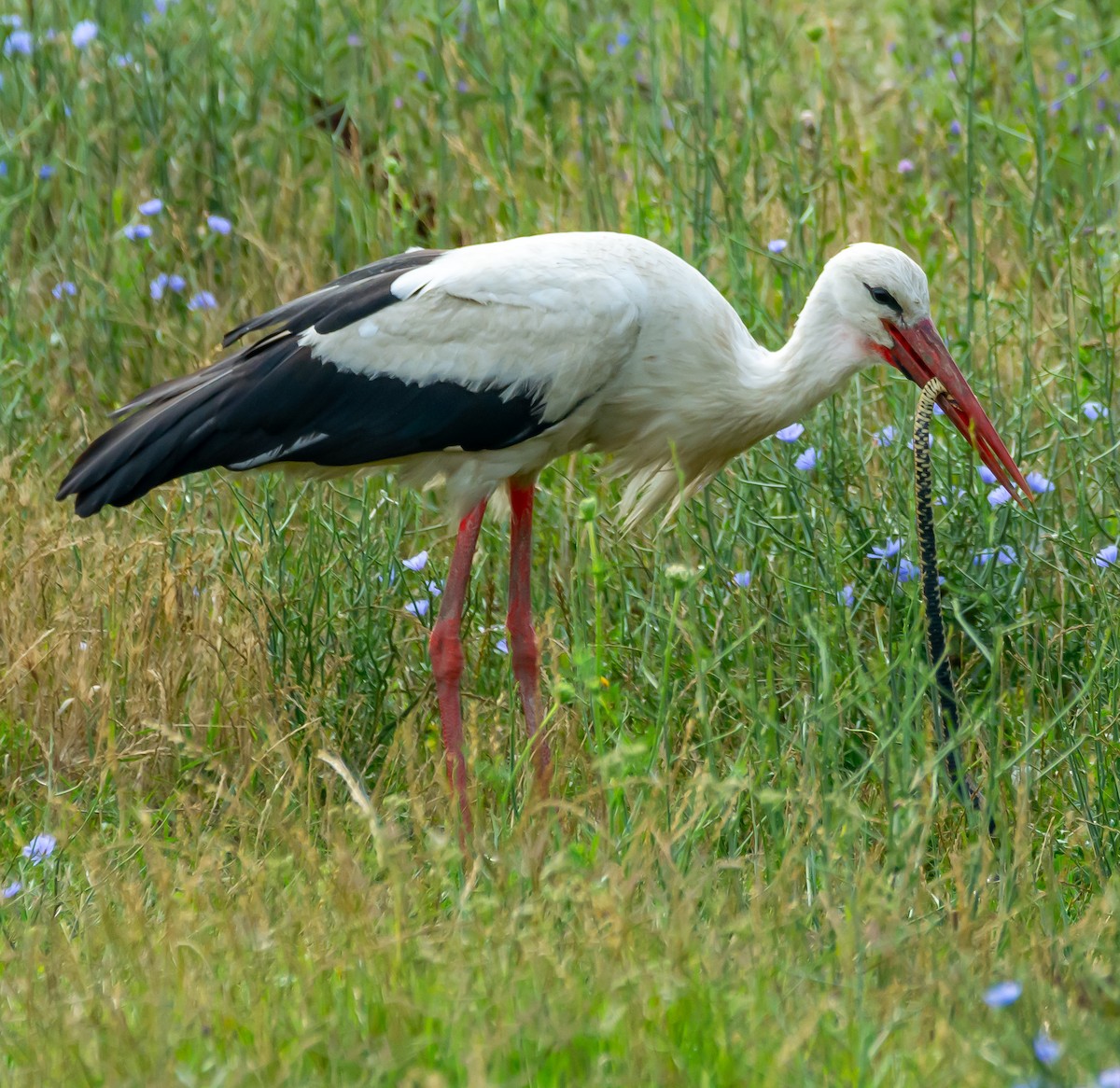 White Stork - ML621099527
