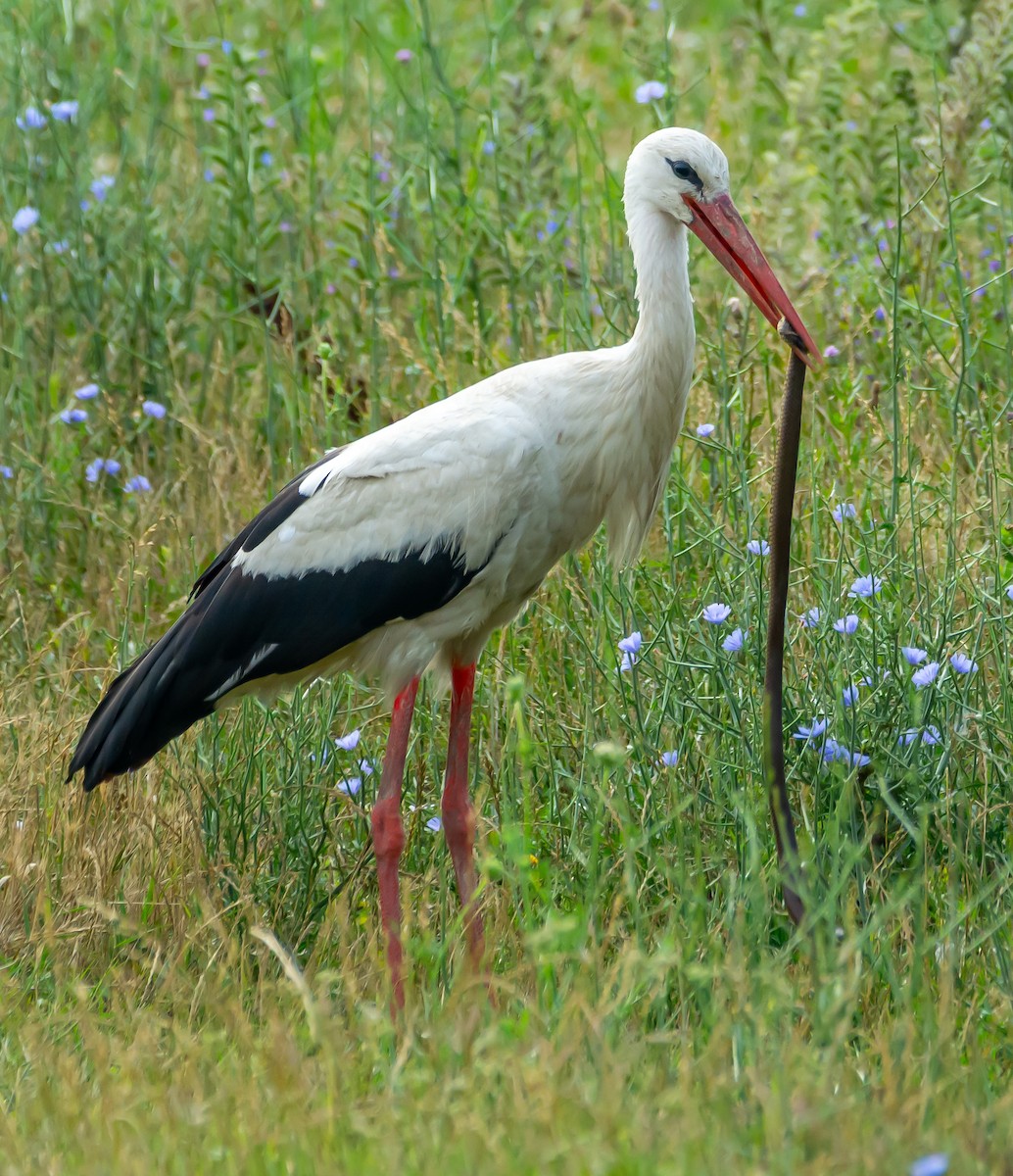 White Stork - ML621099528
