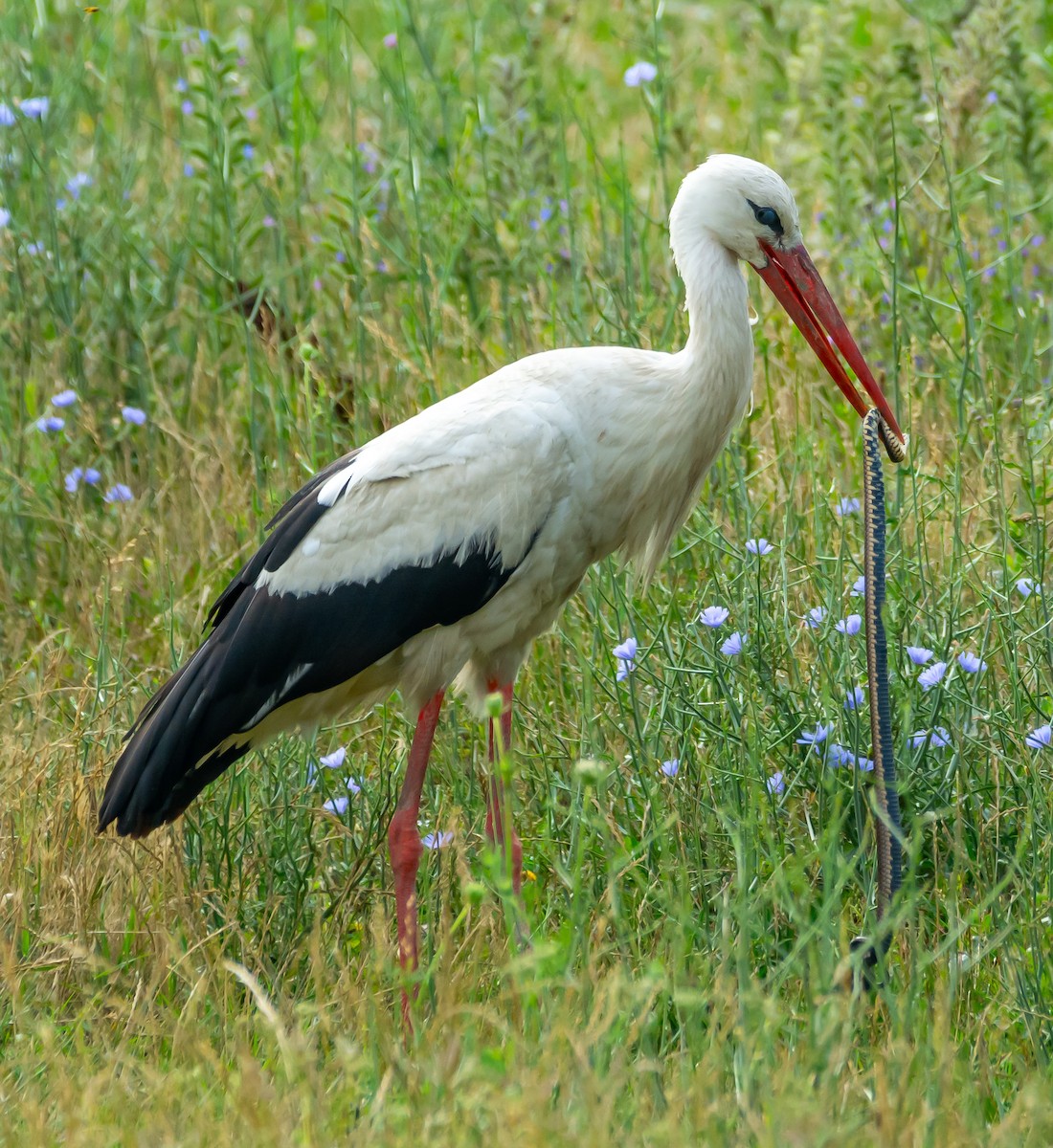White Stork - ML621099529