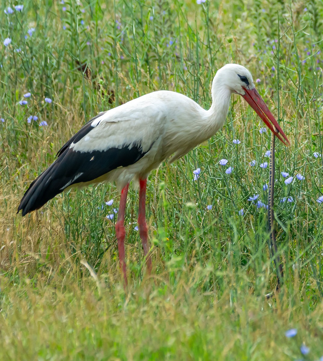White Stork - ML621099530
