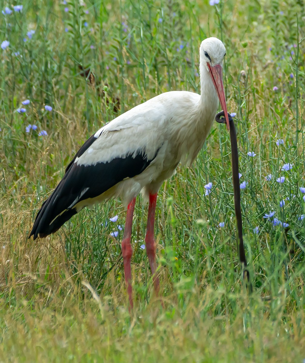 White Stork - ML621099531