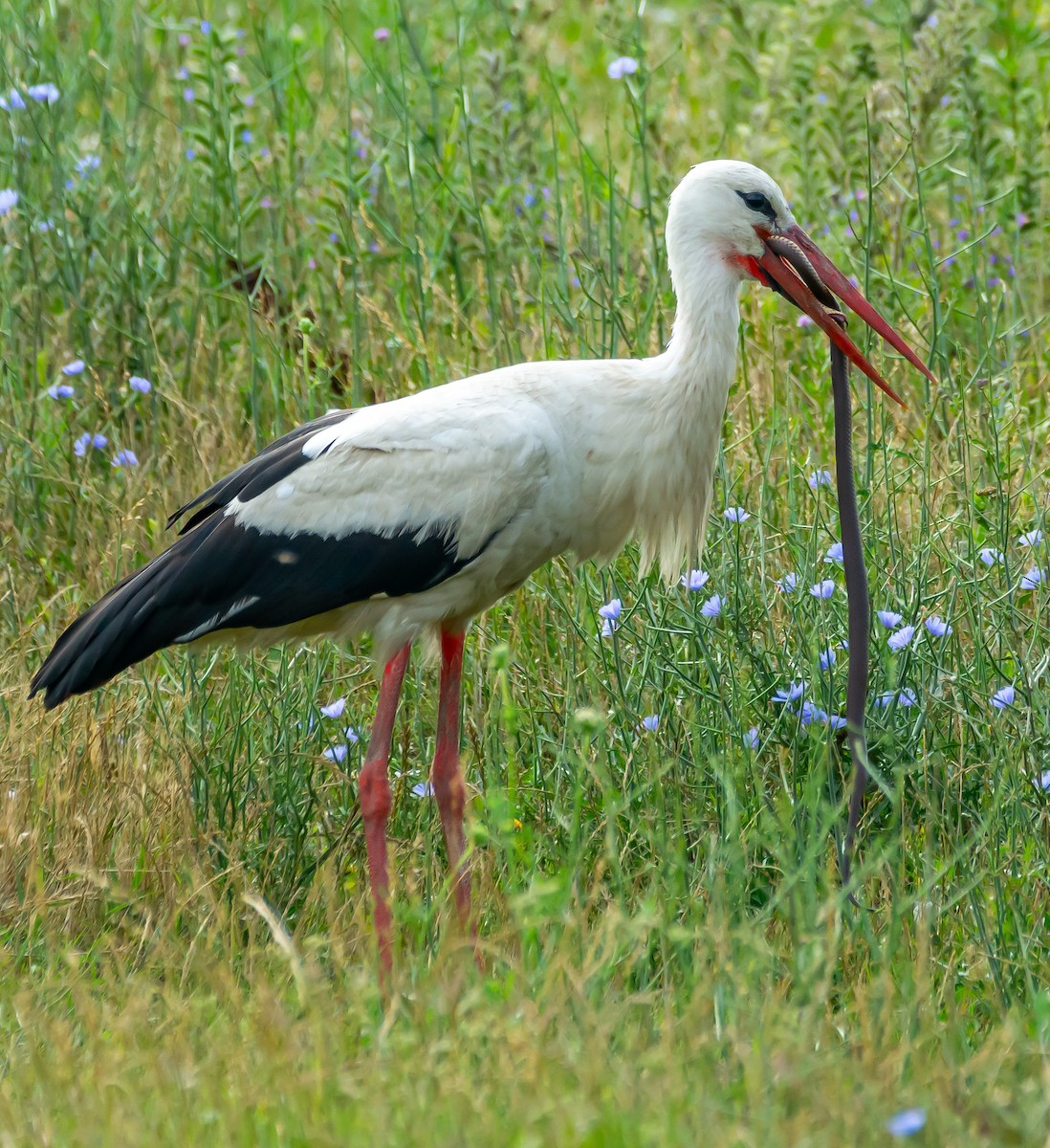 White Stork - ML621099532