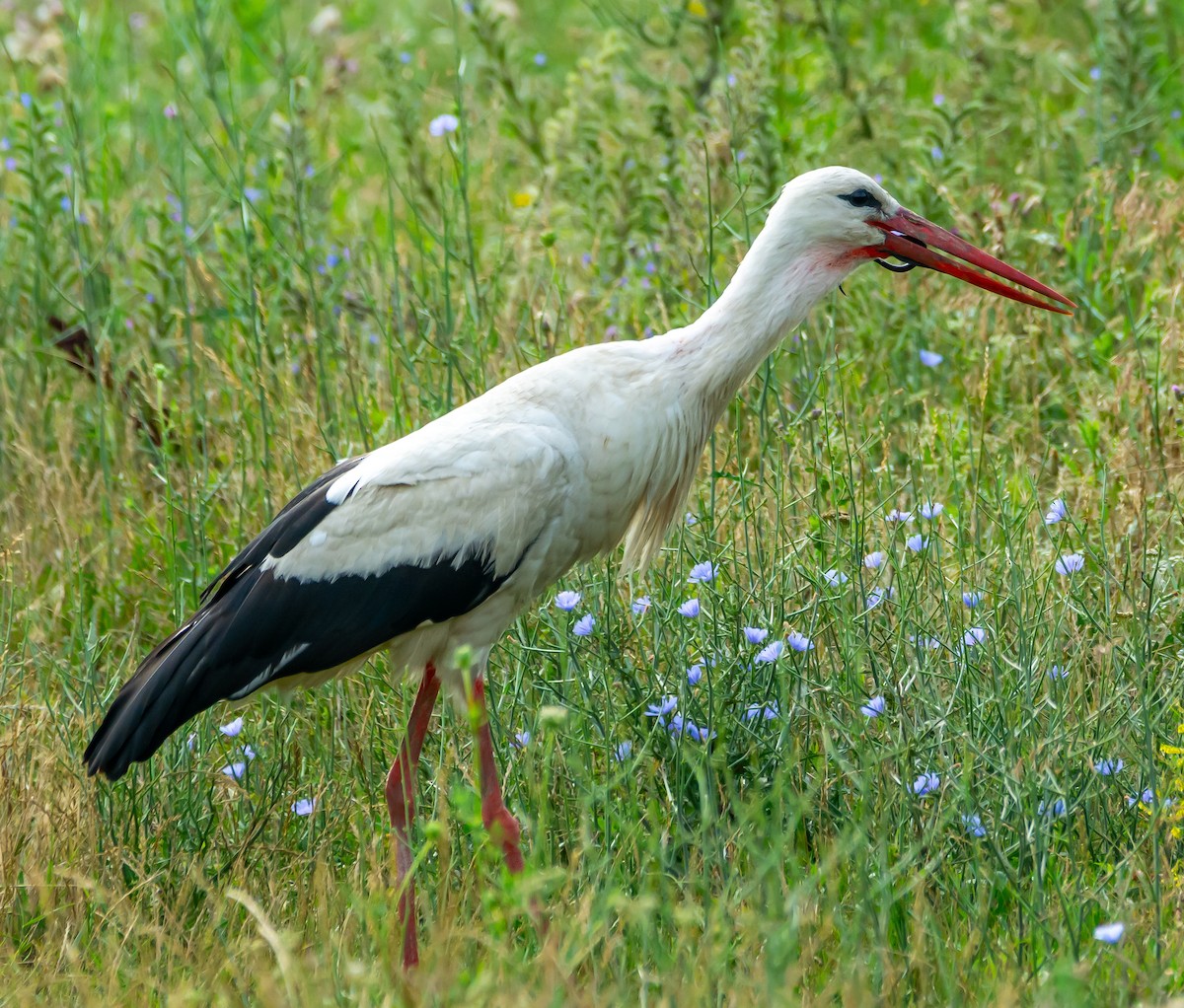 White Stork - ML621099533