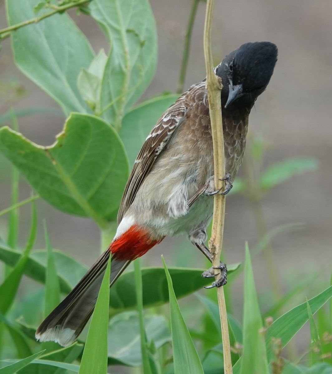 Red-vented Bulbul - ML621099536