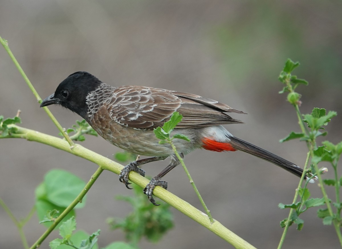 Red-vented Bulbul - ML621099537