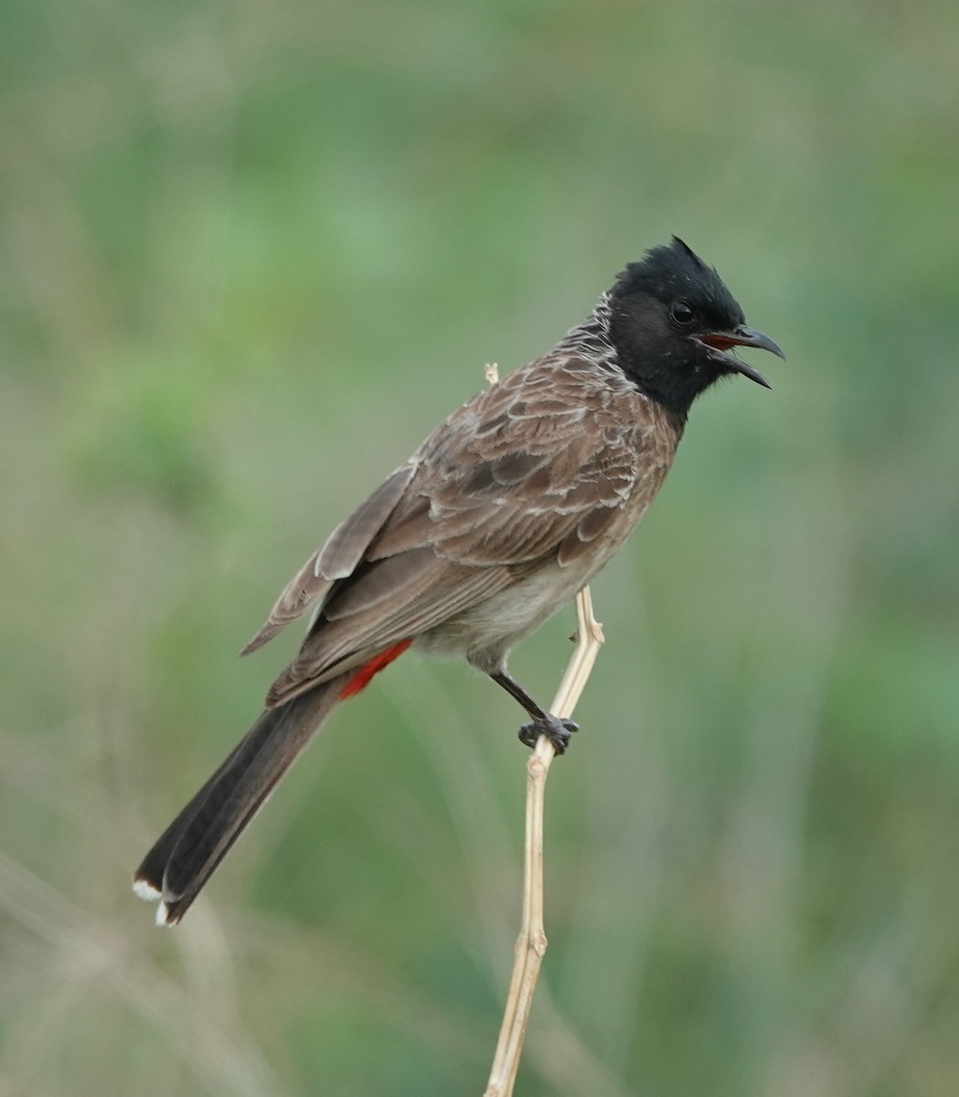Red-vented Bulbul - ML621099538