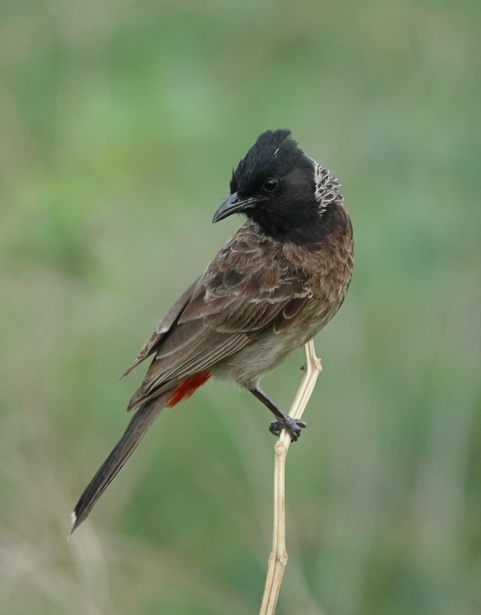 Red-vented Bulbul - ML621099539