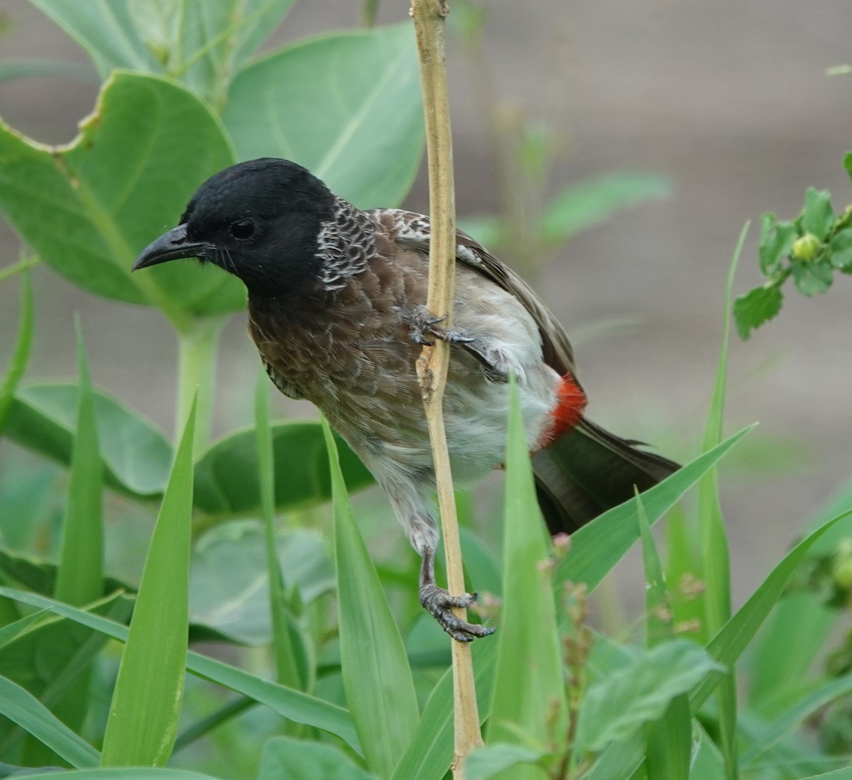 Red-vented Bulbul - ML621099540