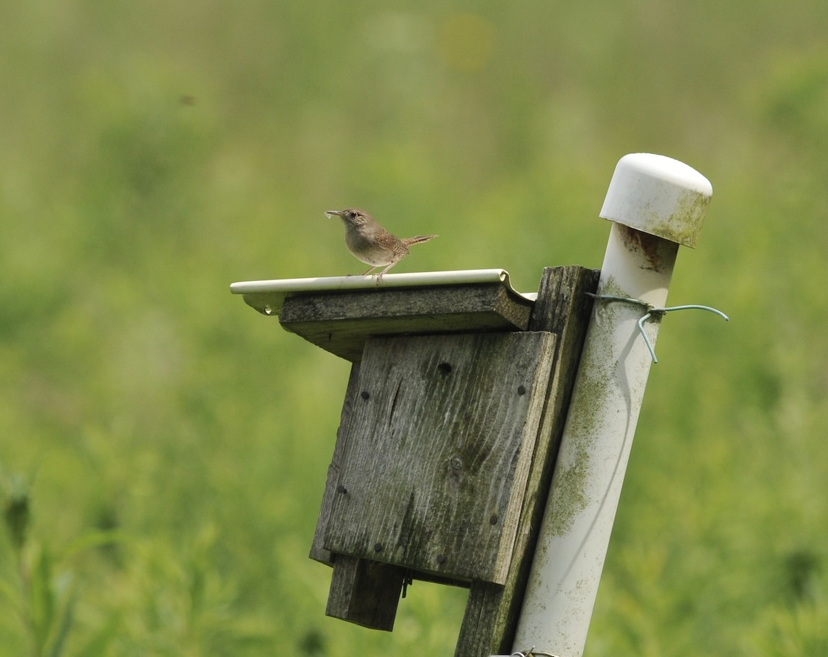 Northern House Wren - ML621099541
