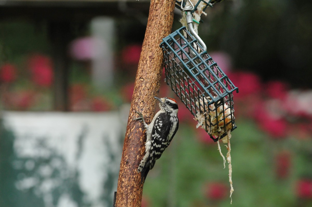 Downy Woodpecker - ML621099546