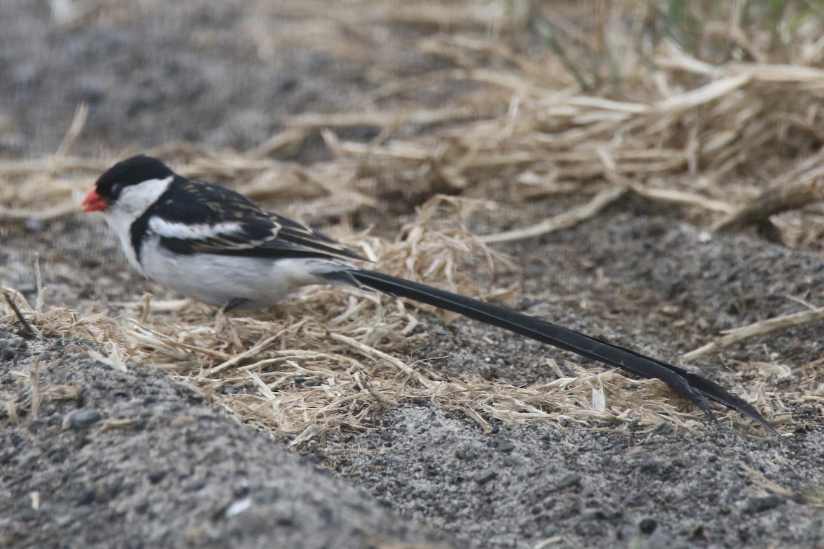 Pin-tailed Whydah - ML621099547