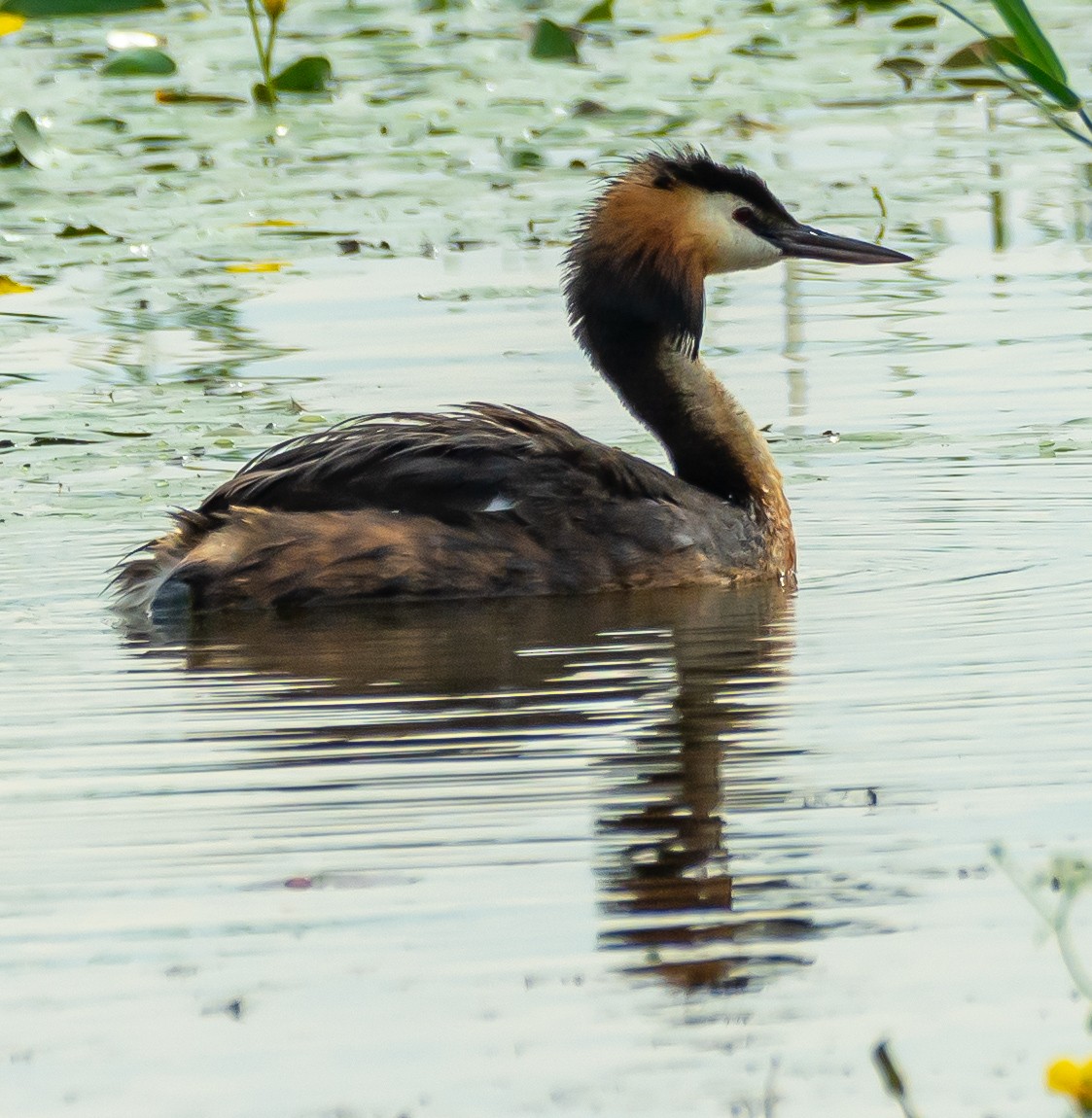Great Crested Grebe - ML621099550