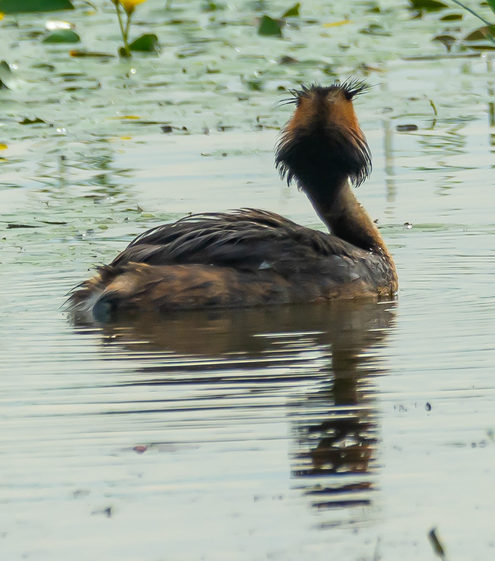 Great Crested Grebe - ML621099551