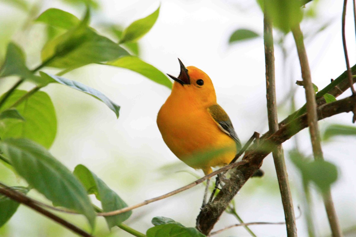 Prothonotary Warbler - ML621099572