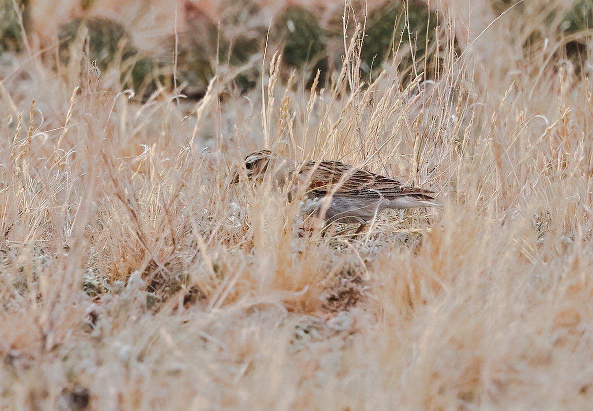 Thick-billed Longspur - ML621099574