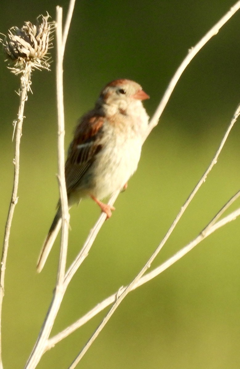 Field Sparrow - ML621099579