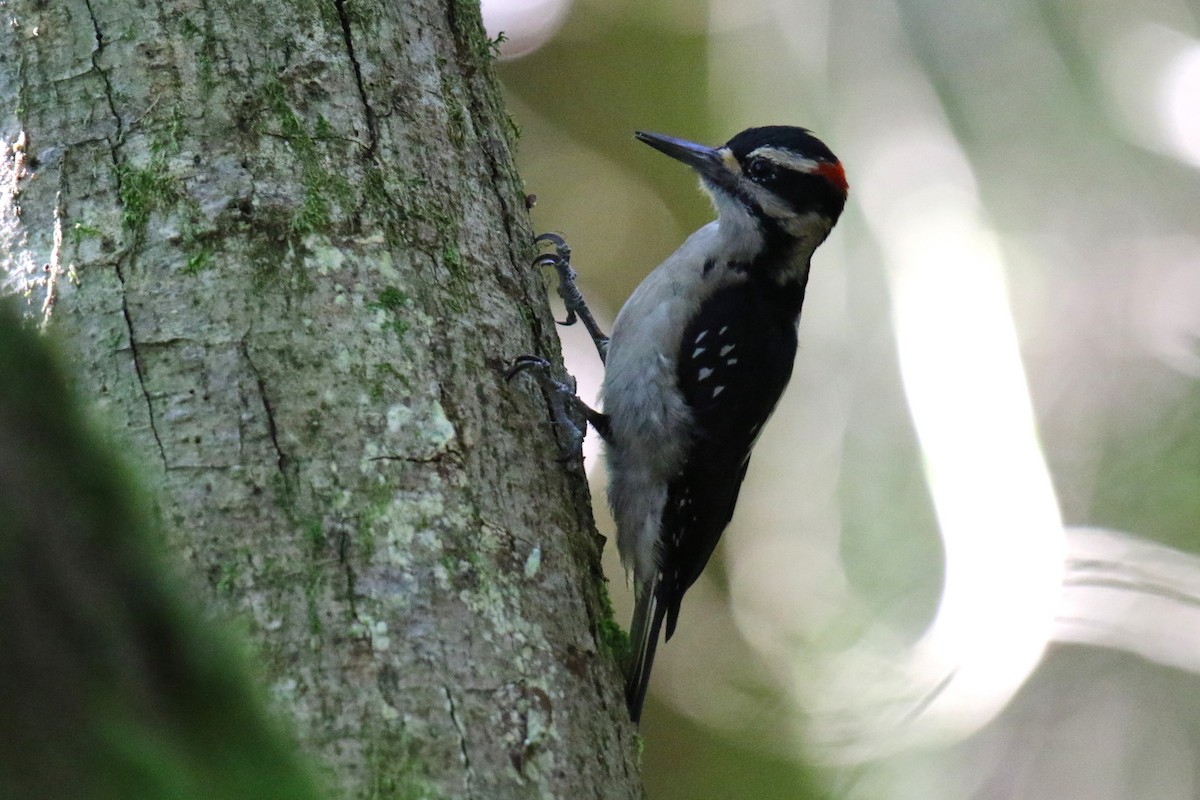 Hairy Woodpecker (Pacific) - ML621099631