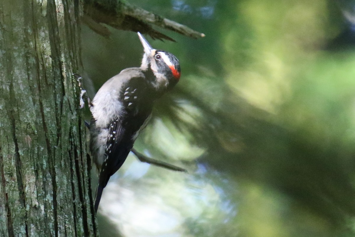Hairy Woodpecker (Pacific) - ML621099633