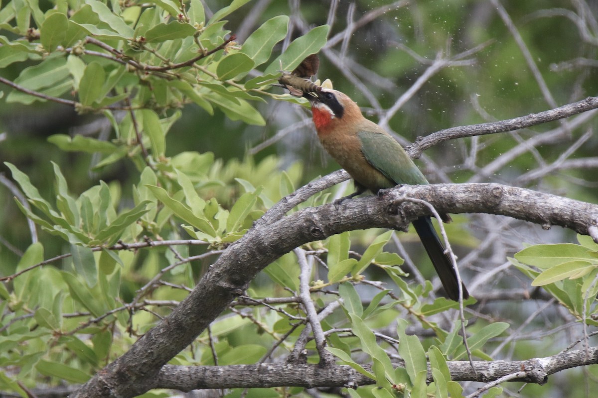 White-fronted Bee-eater - ML621099639