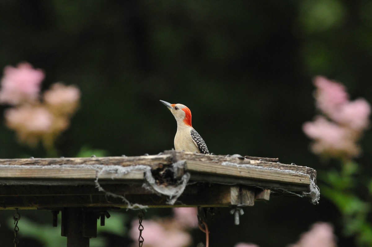 Red-bellied Woodpecker - ML621099644