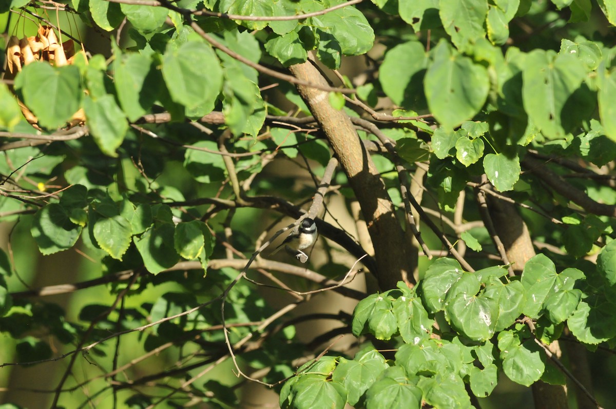 Carolina Chickadee - ML621099648