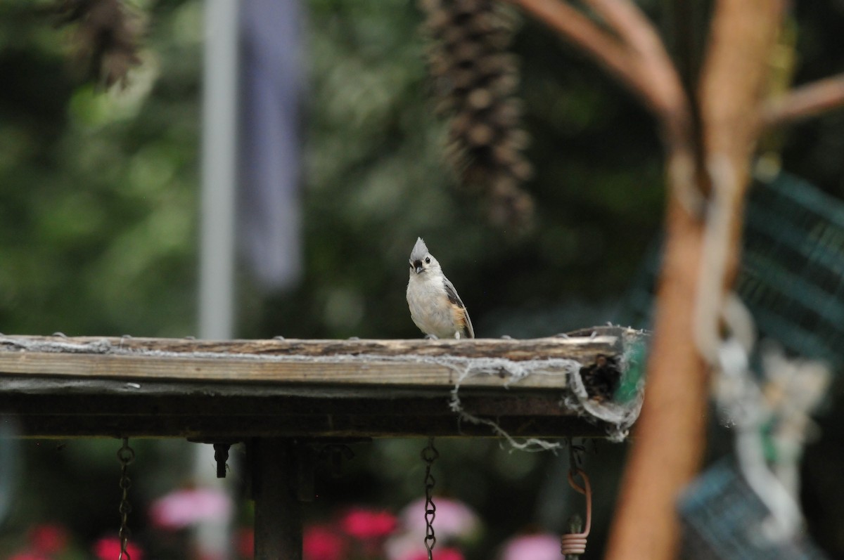 Tufted Titmouse - ML621099649